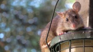 DETEK Schädlingsbekämpfung bekämpft Ratten am Vogelhaus