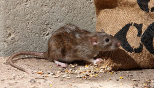 Ratten fressen Essensreste, die der Mensch hinterlässt.