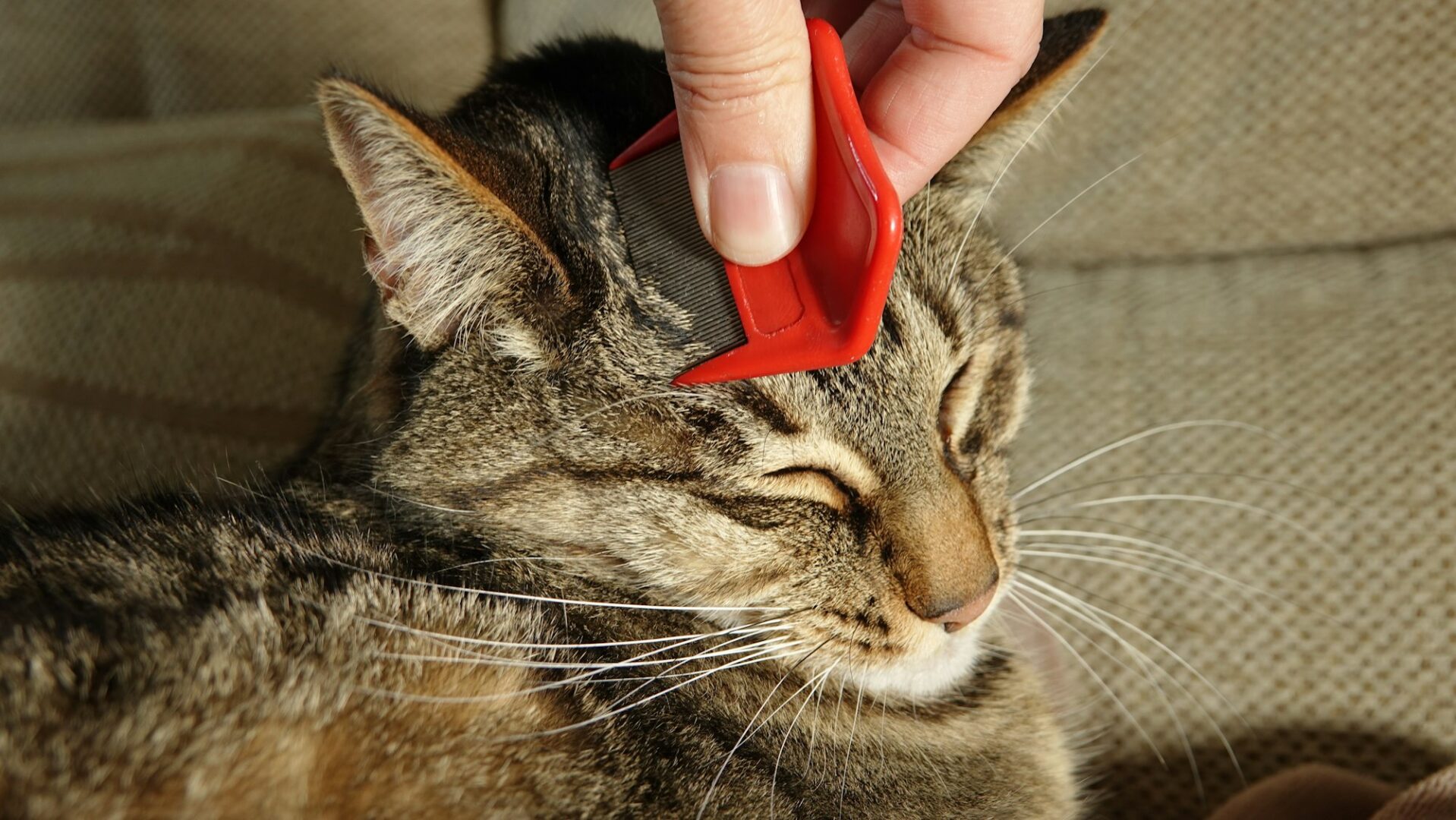 Closeup shot of a hand checking a cat for fleas with a flea comb