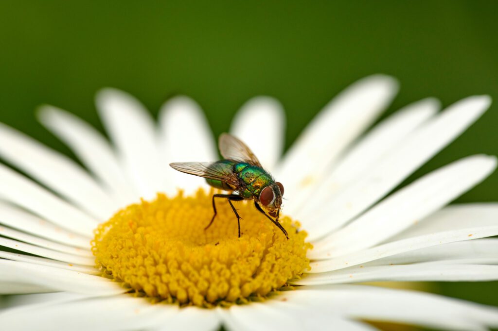 Fly on a Marguerite