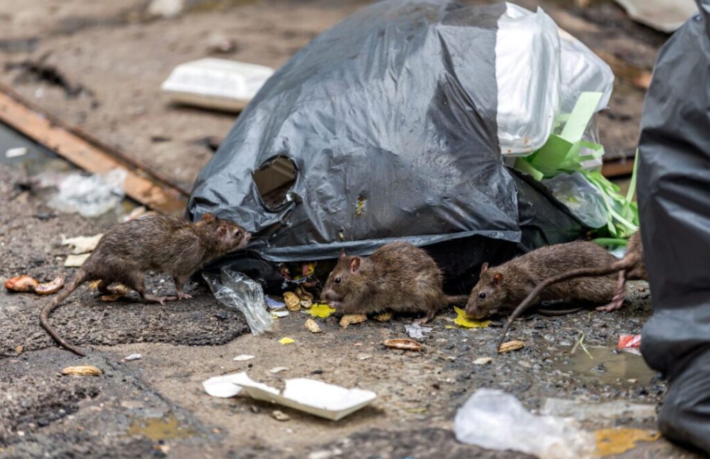 Ratten in der Umgebung such ständig nach Nahrung. Müll ist da das gefundene Fressen.