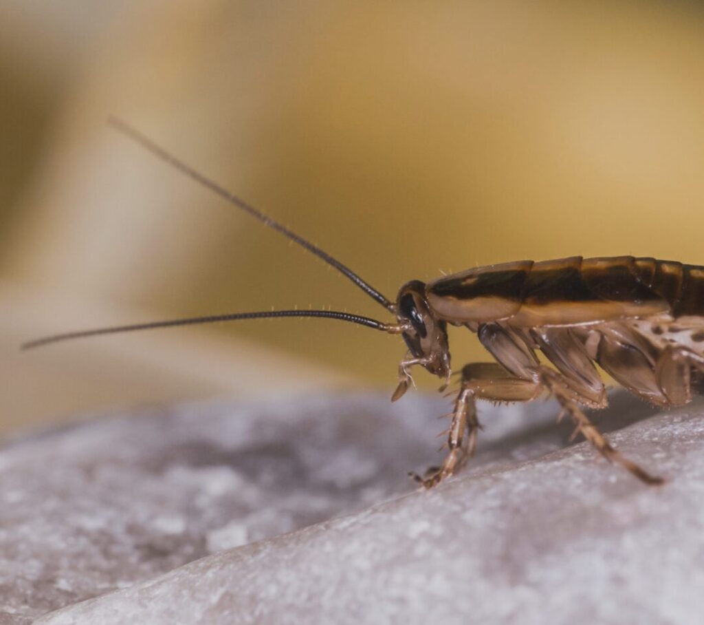 Nahaufnahme einer Deutschen Schabe auf einer hellen Oberfläche. Das Insekt ist detailliert zu sehen, mit langen Antennen und braun-schwarzer Musterung auf dem Körper.