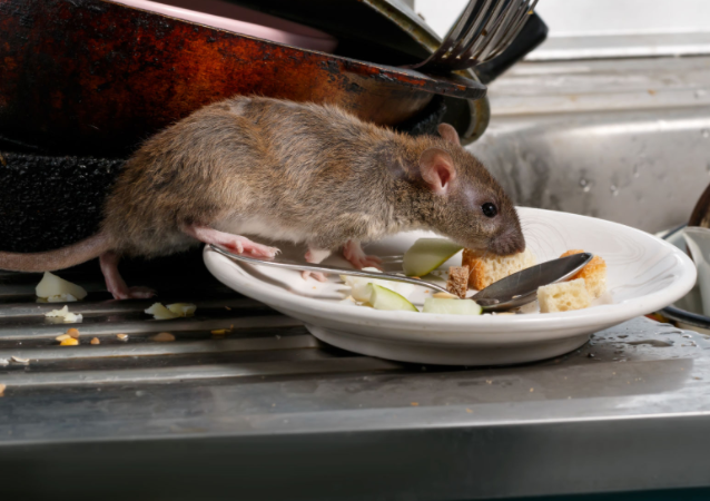 Ratten in Oberhausen – Rattenbefall in städtischen Gebieten und Ballungsräumen.