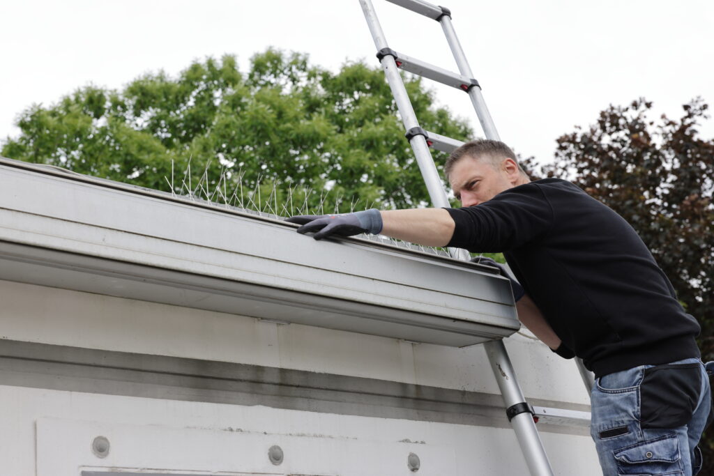 Professionelle Taubenabwehr in Bochum mit effektiven Abwehrsystemen