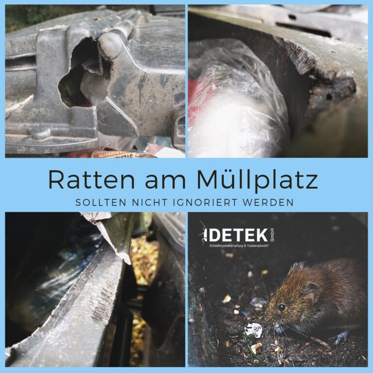 Bilder von Rattenspuren am Müllplatz. Ratten fressen Mülltonnen auf, um an den Inhalt zu kommen. So steigt der Rattenbefall in Bottrop.