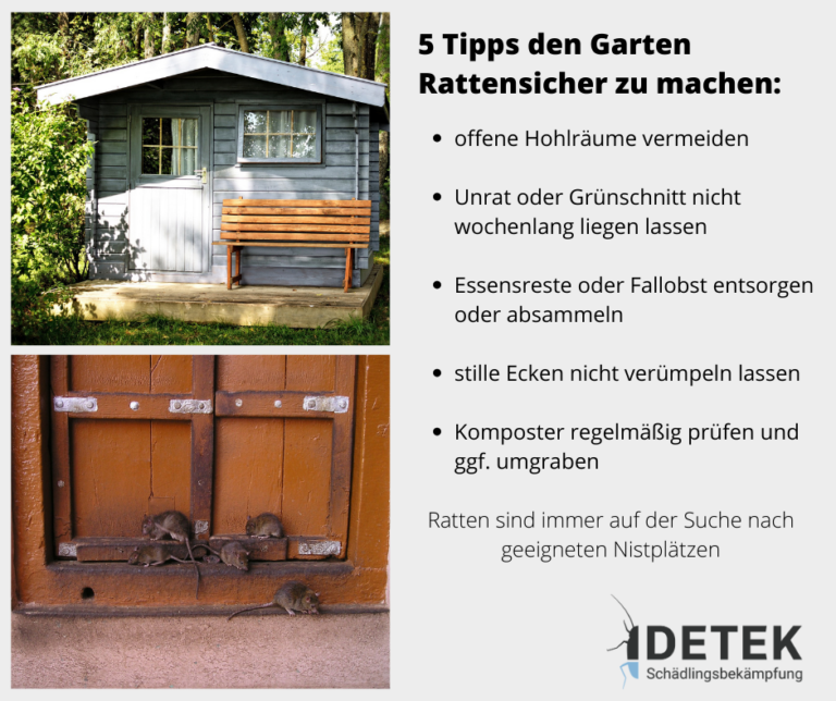 5 Tipps gegen Ratten im Garten um sich vor Rattenbefall in Bottrop zu schützen.