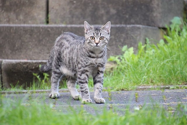 KAtzen bringen oft Flöhe mit nach Hause.