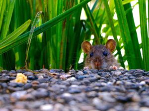 Ratten im Außenbereich sind nicht von der Hausratversicherung abgedeckt. RAtten im Gebäude hingegen schon.