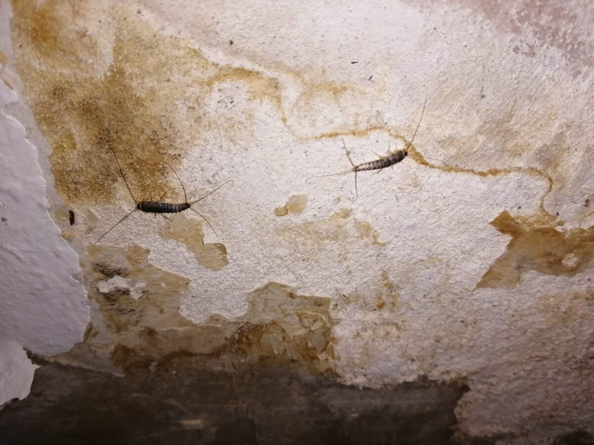 alt="Zwei Papierfische an einer Wand in einer Wohnung in Oberhausen – typischer Befall, bei dem ein Papierfische Kammerjäger Oberhausen helfen kann