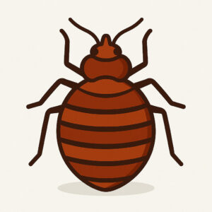 Icon einer Bettwanze (Cimex lectularius) – Bettwanzenbekämpfung